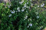 Saponaria form pleniflora