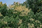 Firmiana simplex. Часть кроны цветущего дерева. Китай, провинция Шэньси, г. Сиань, в культуре. 11.06.2024.