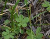род Potentilla