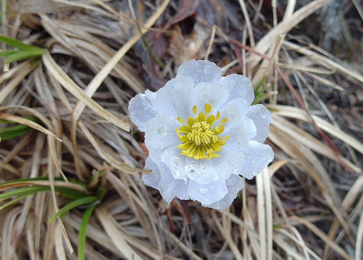 Image of Trollius lilacinus specimen.