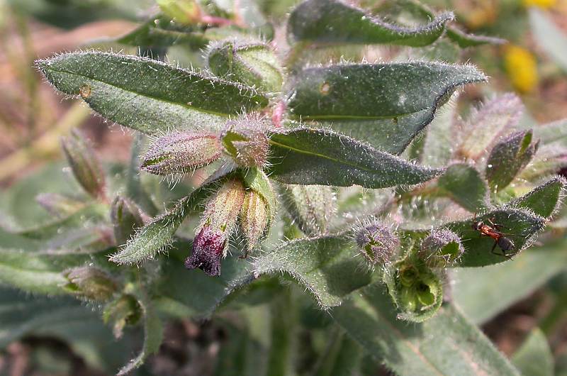 Image of Nonea rossica specimen.