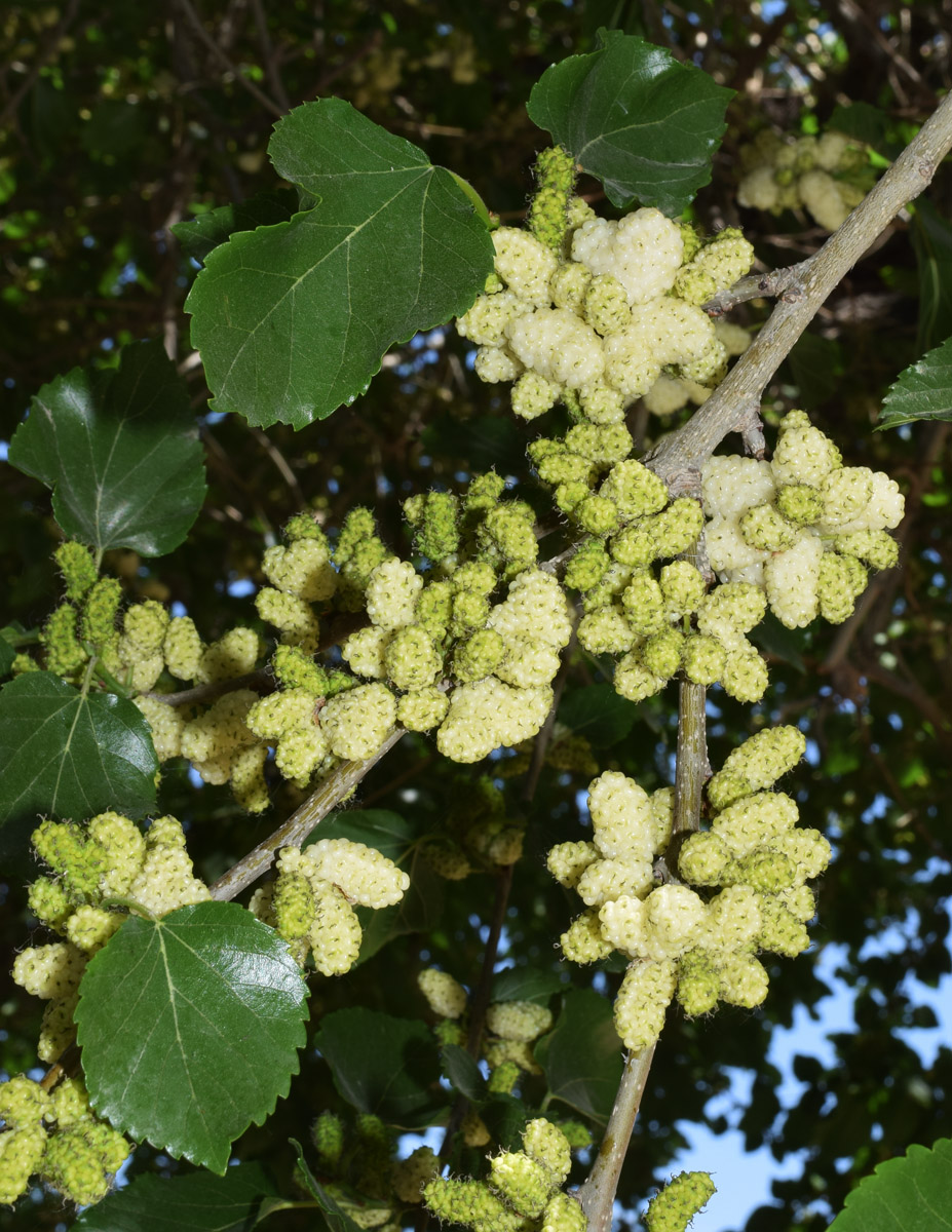 Image of Morus alba specimen.