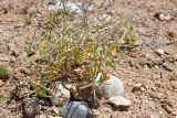 Strigosella africana. Плодоносящее растение. Таджикистан, Согдийская обл., Исфара, пестроцветный склон, переполненный гипсом и окаменевшими устрицами. 1 мая 2023 г.