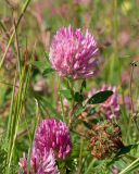Trifolium pratense
