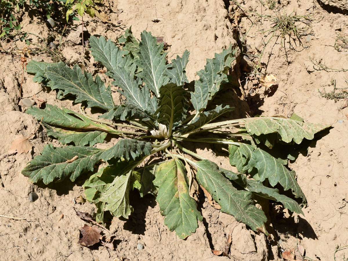 Изображение особи Crambe orientalis.