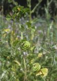 Medicago orbicularis
