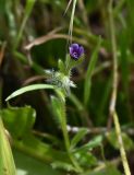 Asperugo procumbens