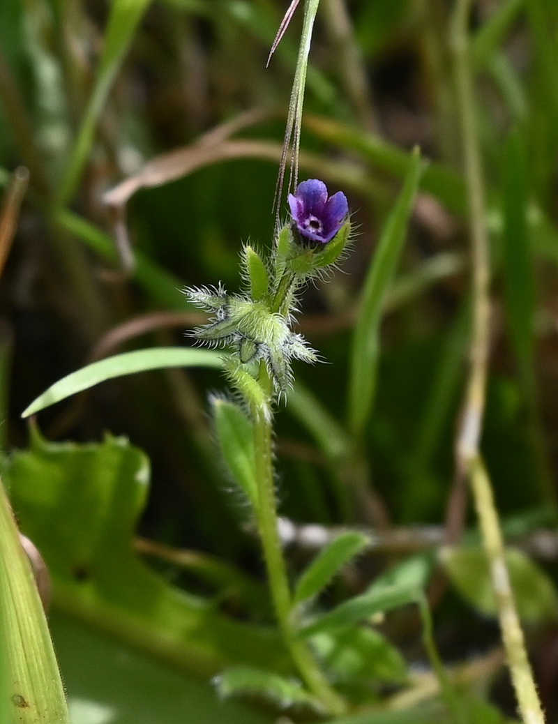 Image of Asperugo procumbens specimen.