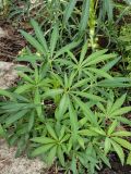 View full-size image Helleborus foetidus