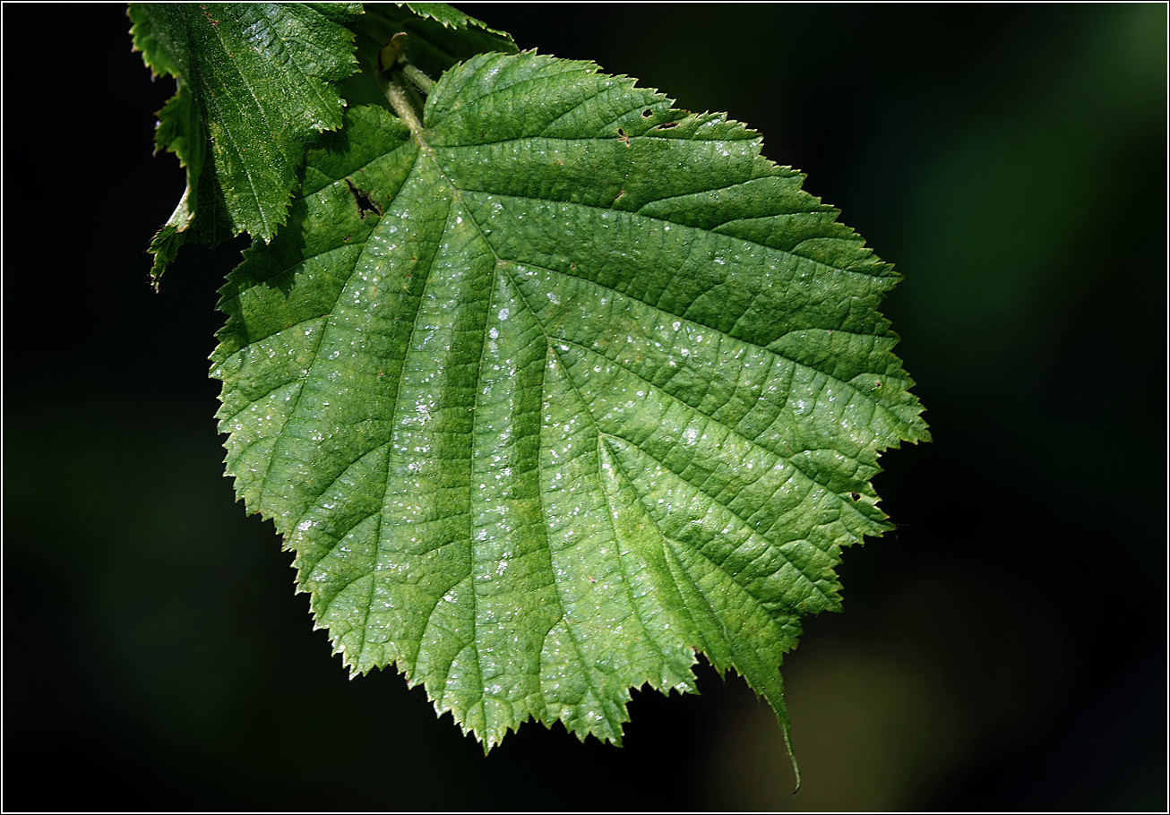 Image of Corylus avellana specimen.