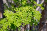 Sorbus aucuparia subspecies glabrata. Молодые листья. Мурманск, Октябрьский р-н, в культуре. 31.05.2025.