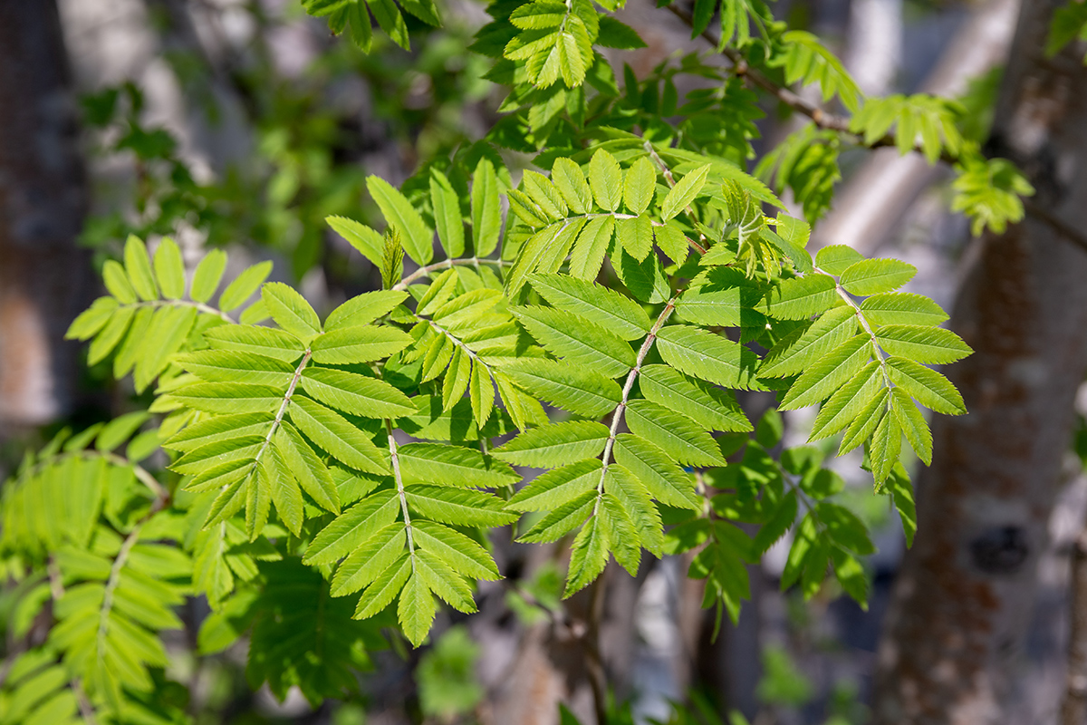 Изображение особи Sorbus aucuparia ssp. glabrata.