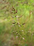 Poa bulbosa ssp. vivipara