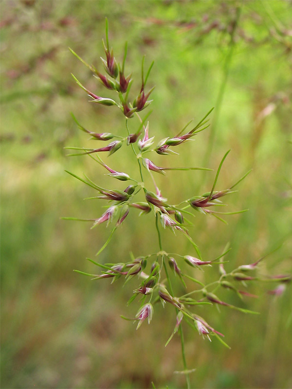 Изображение особи Poa bulbosa ssp. vivipara.