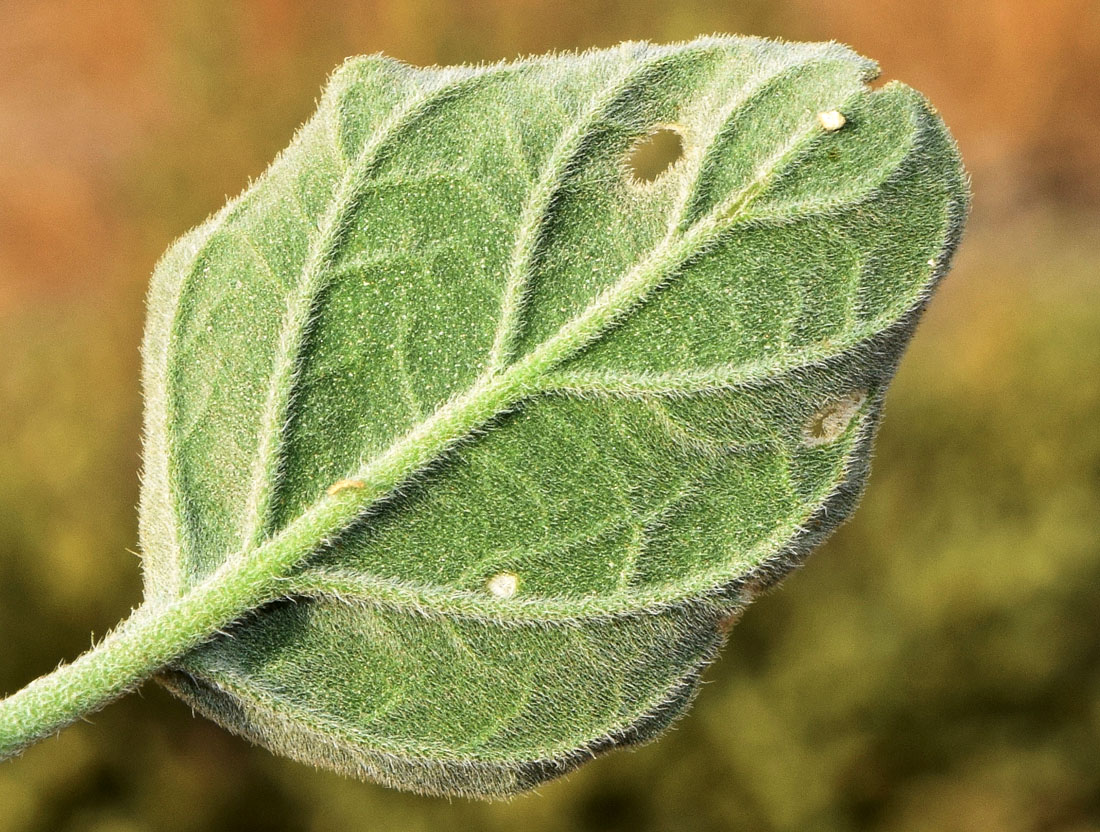 Image of Heliotropium ellipticum specimen.