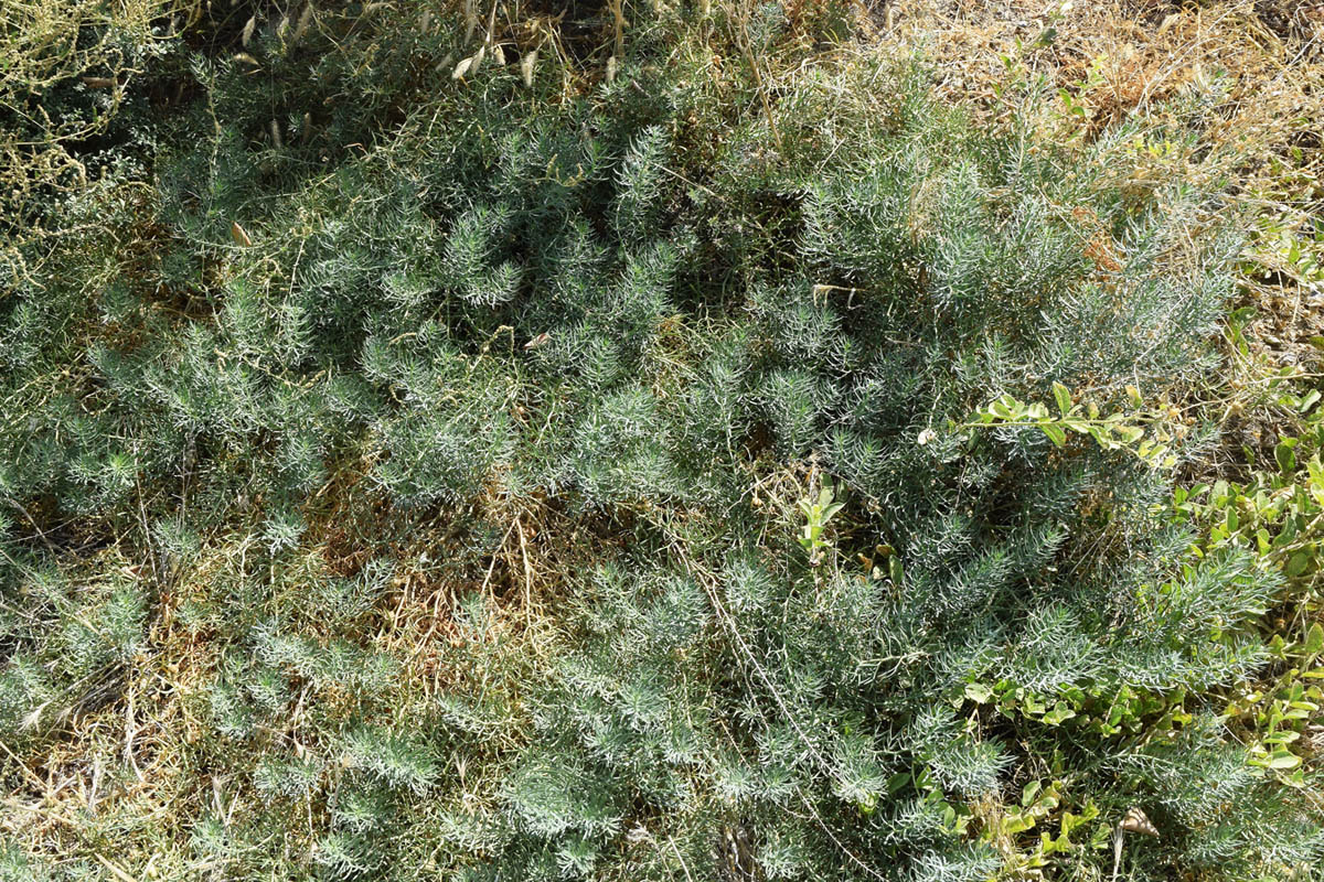 Image of Peganum harmala specimen.