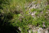 род Thymus