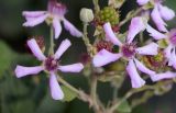 род Rubus. Бутон, цветки и завязавшиеся плоды. Узбекистан, г. Ташкент, Ботанический сад им. Ф.Н. Русанова, в культуре. 04.08.2025.