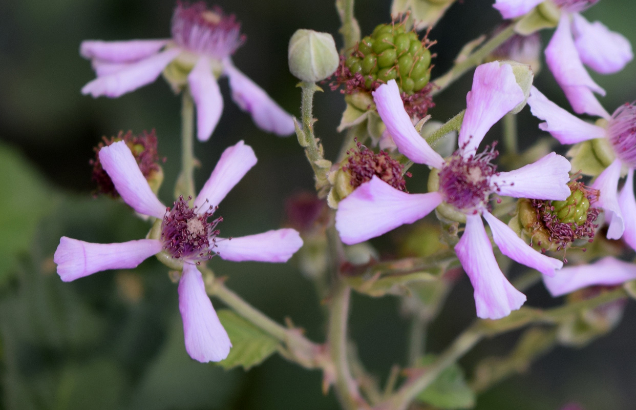 Изображение особи род Rubus.