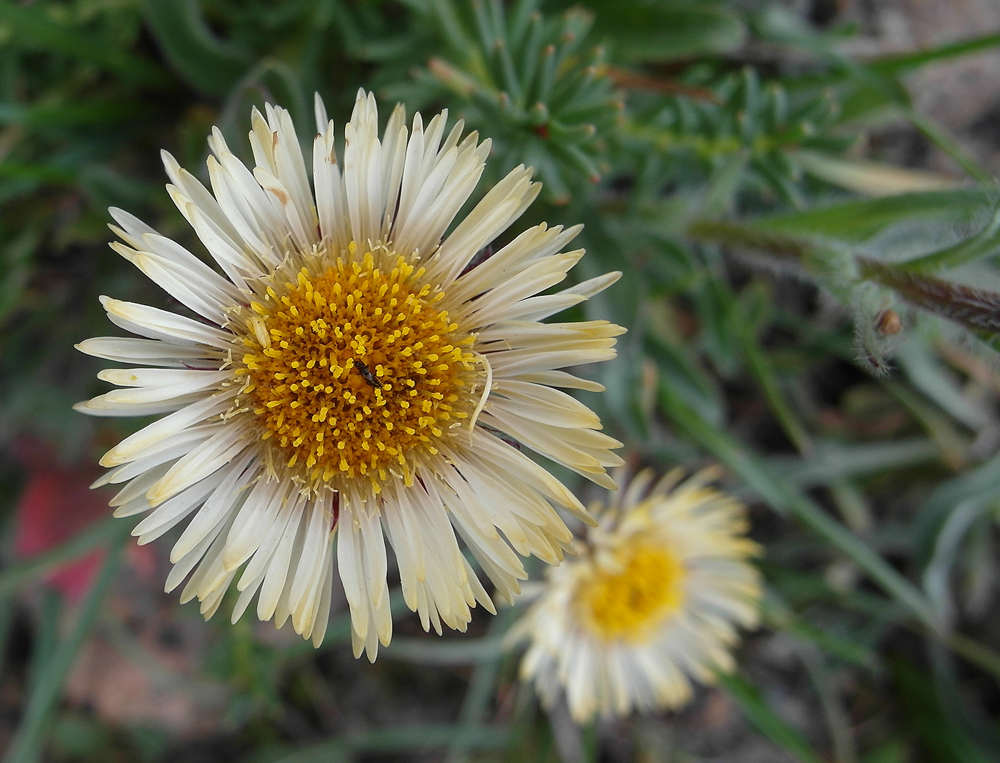 Изображение особи род Erigeron.