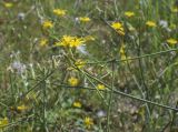 Chondrilla juncea. Верхушки побегов с соцветиями разной степени развития. Испания, Каталония, пров. Жирона, комарка Баш Эмпорда, муниципалитет Калонже, пустырь, скашиваемая полоса вдоль тротуара. 04.09.2025.