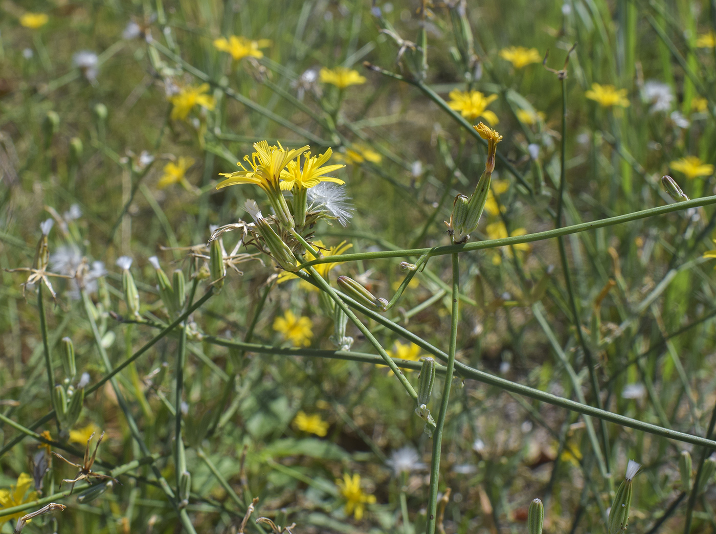 Image of Chondrilla juncea specimen.