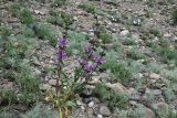 Phlomoides zenaidae