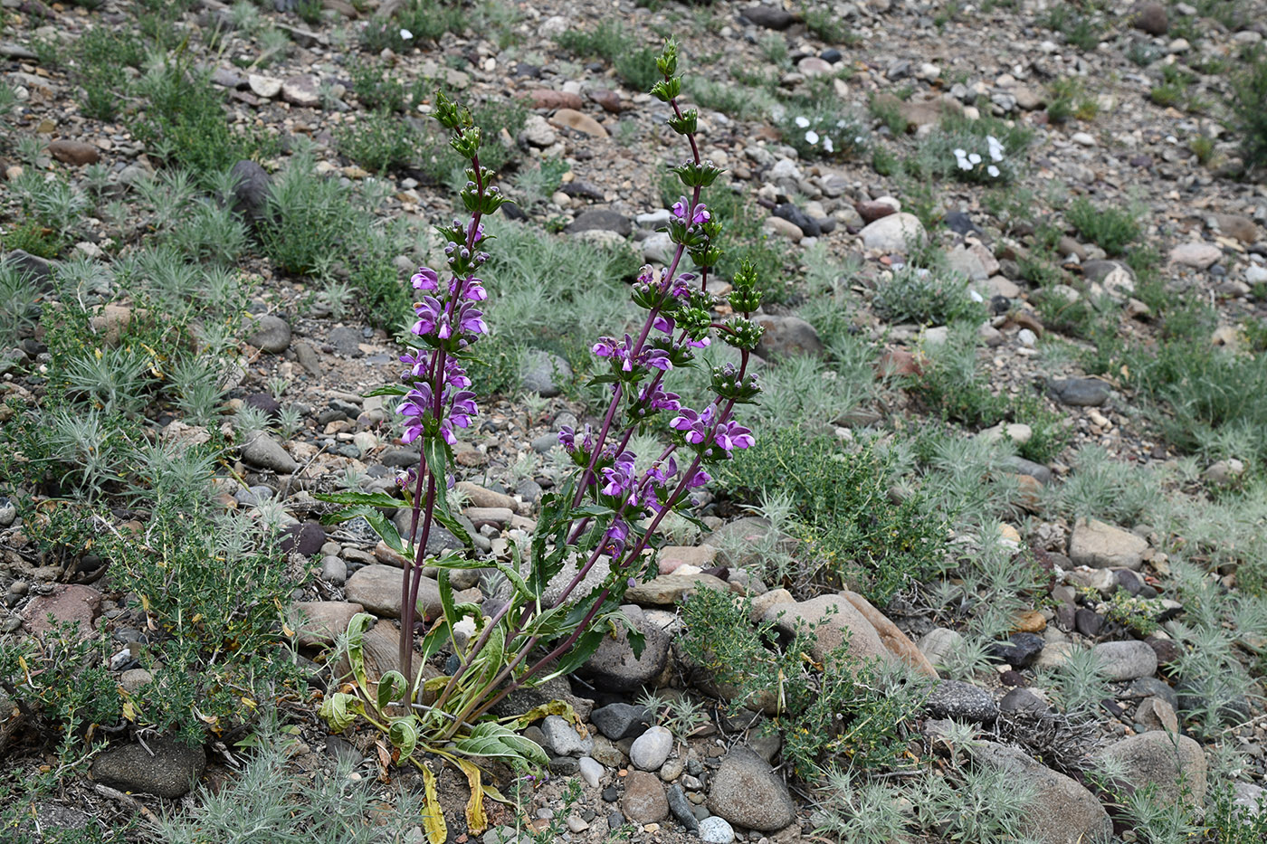 Изображение особи Phlomoides zenaidae.