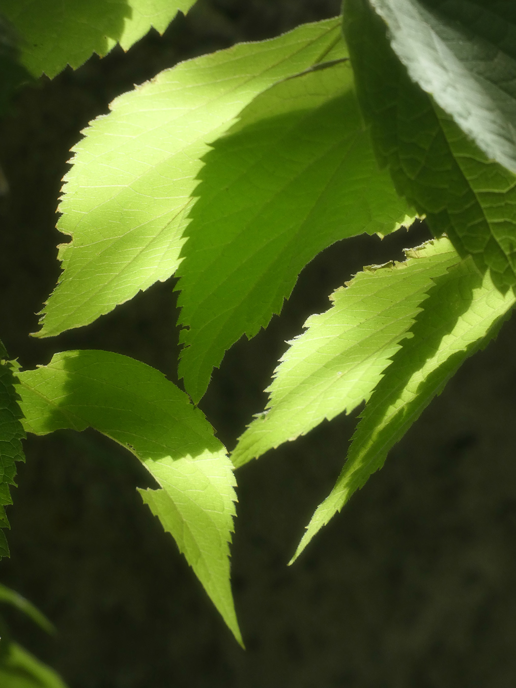 Image of genus Celtis specimen.