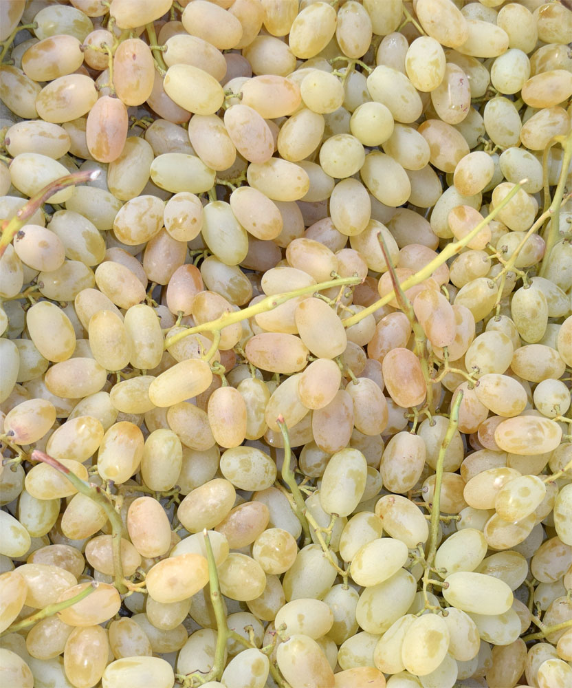 Изображение особи Vitis vinifera.