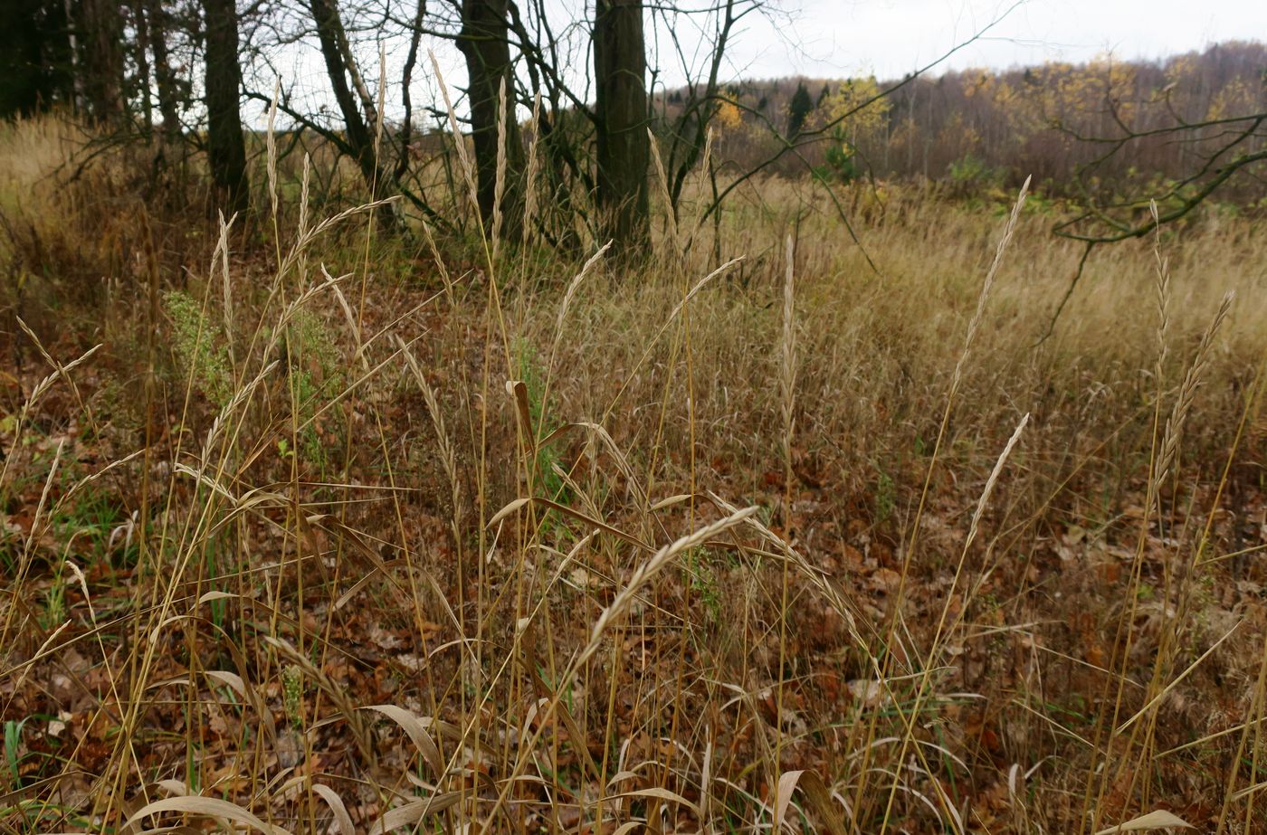 Изображение особи Elytrigia repens.