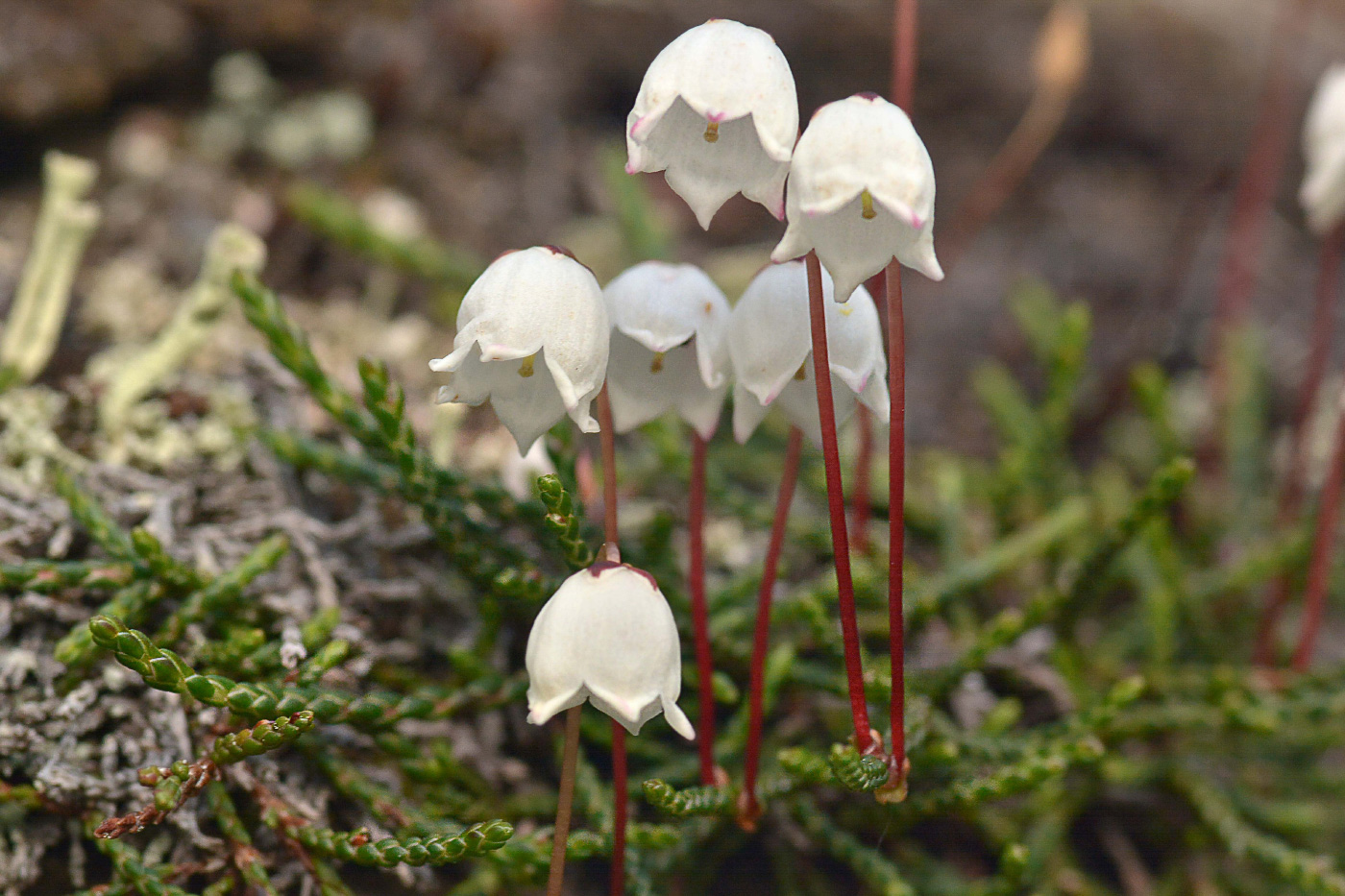 Image of Cassiope lycopodioides specimen.