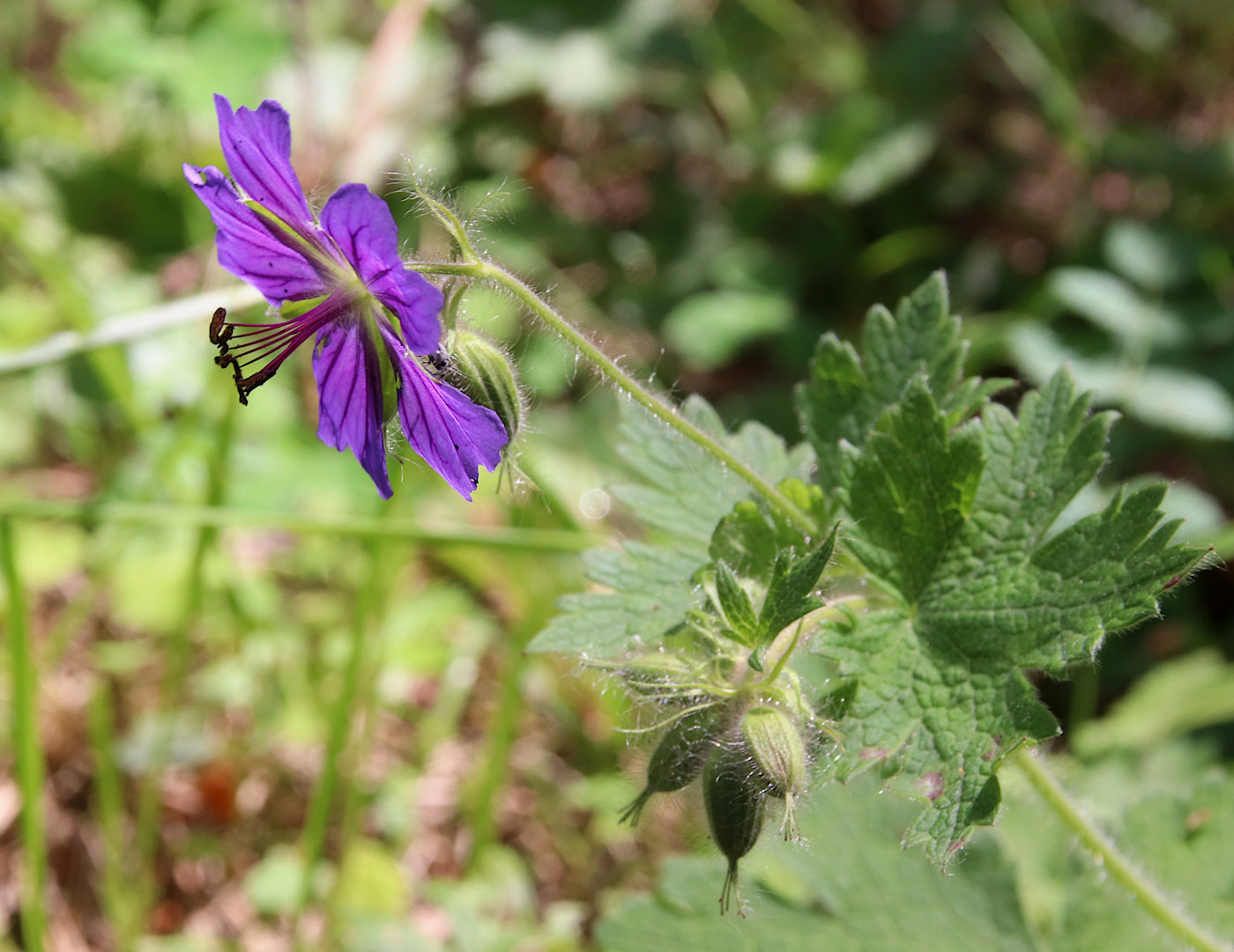 Изображение особи Geranium platypetalum.
