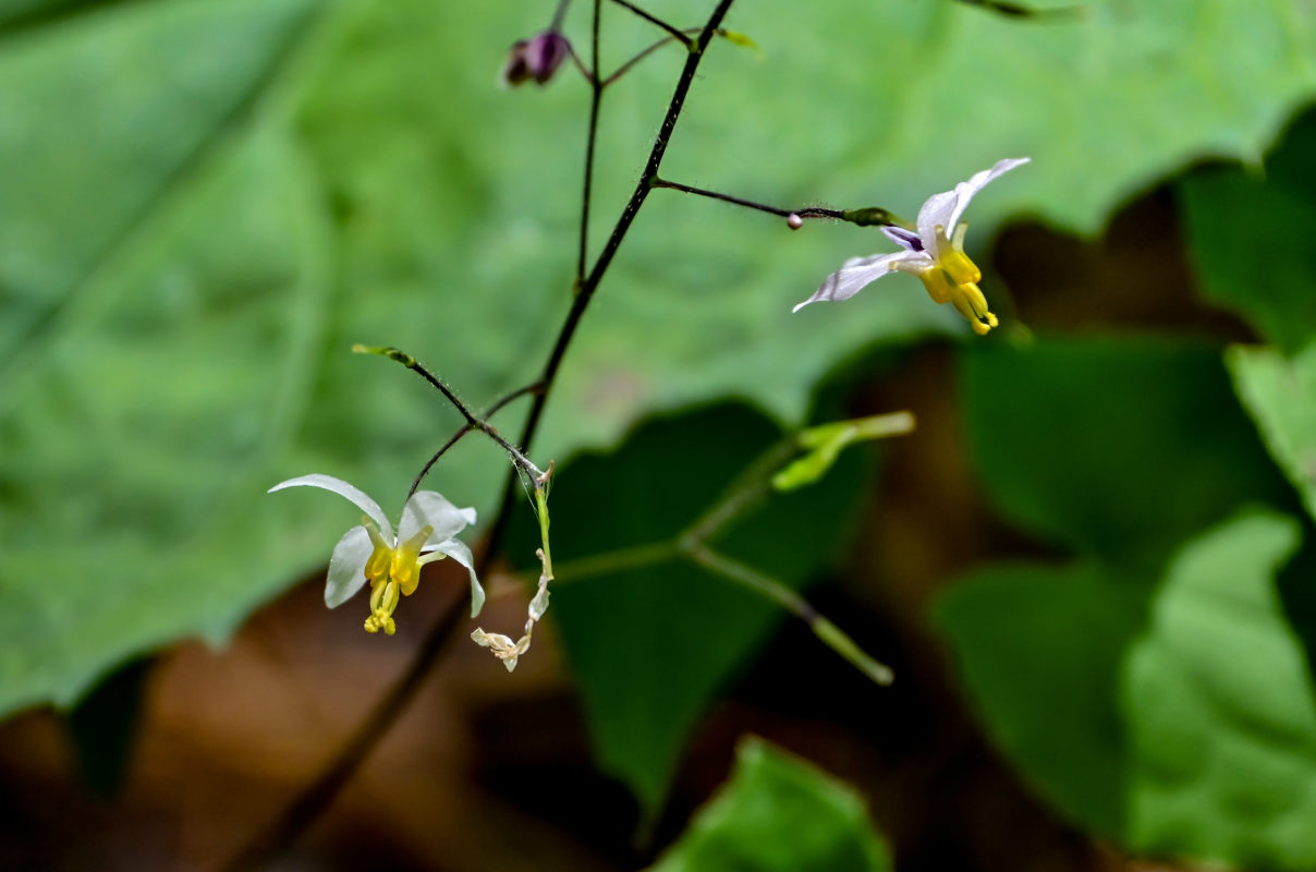 Изображение особи Epimedium brevicornu.