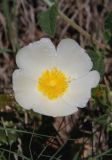 Cistus salviifolius. Цветок. Италия, Тоскана, окр. г. Монтеротондо-Мариттимо. 14.04.2011.