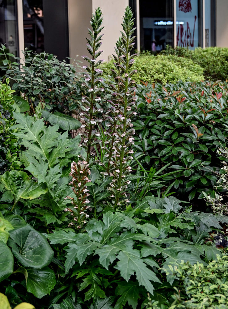 Изображение особи Acanthus mollis.