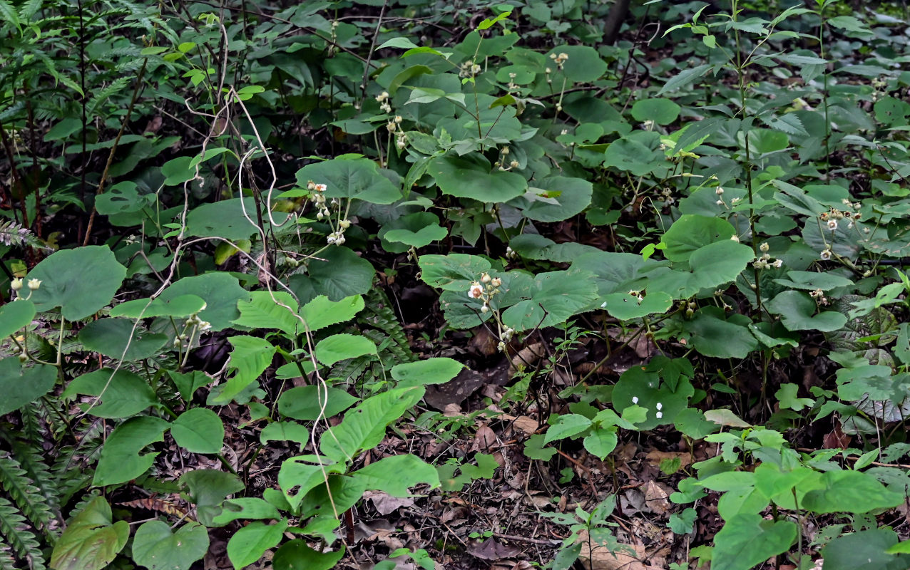 Изображение особи Rubus irenaeus.