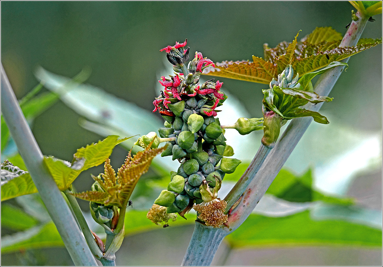 Изображение особи Ricinus communis.