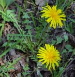 Изображение особи. Автор - Игорь Павлов