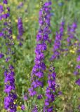 Delphinium hispanicum. Соцветия. Турция, ил Карс, р-н Кагызман, правый берег р. Акчай в 1,5 км ниже дер. Акчай, выс. 1160 м н.у.м., луг. 27 мая 2025 г.