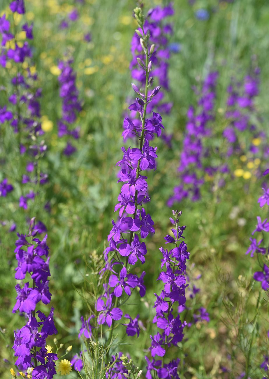 Image of Delphinium hispanicum specimen.