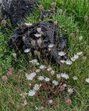 Image of taxon representative. Author is Марина Скотникова