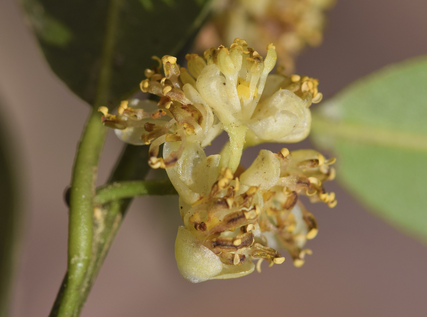 Изображение особи Laurus nobilis.