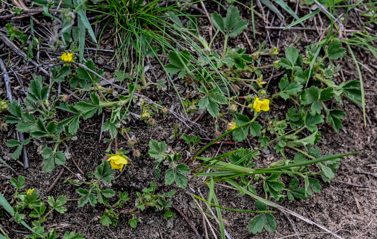 Image of Potentilla incana specimen.