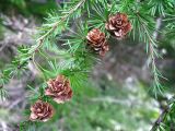 Larix cajanderi