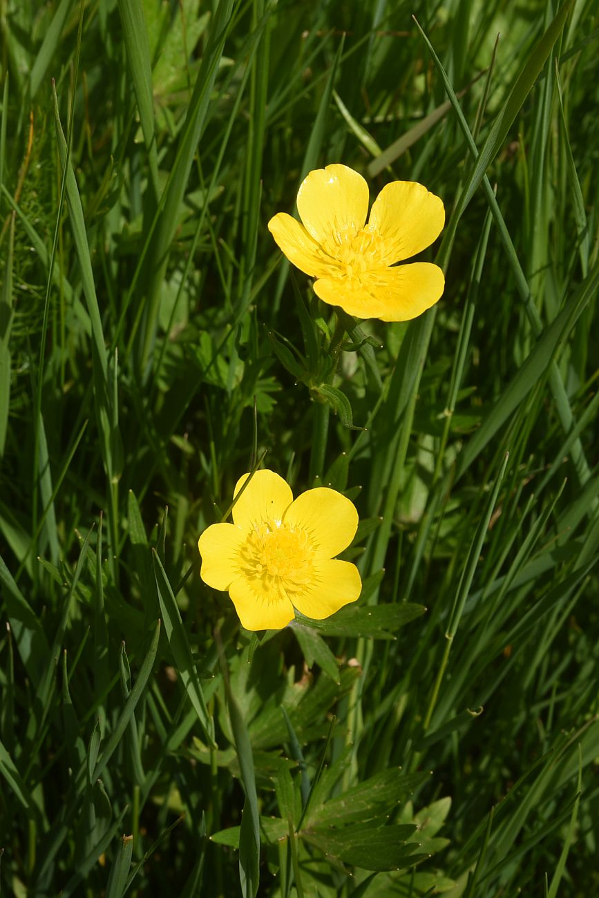 Image of genus Ranunculus specimen.