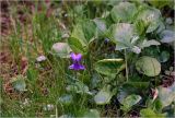 Viola odorata. Цветущее растение. Московская обл., Раменский р-н, окр. дер. Хрипань, садовый участок. 08.05.2026.