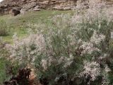 Tamarix florida. Цветущее растение. Узбекистан, Сурхандарьинская обл., Байсунский р-н, предгорья хр. Байсунтау, дол. речки Алакутансай в окрестностях кишлака Батмабулак, ок. 800 м н.у.м. 29.04.2026.