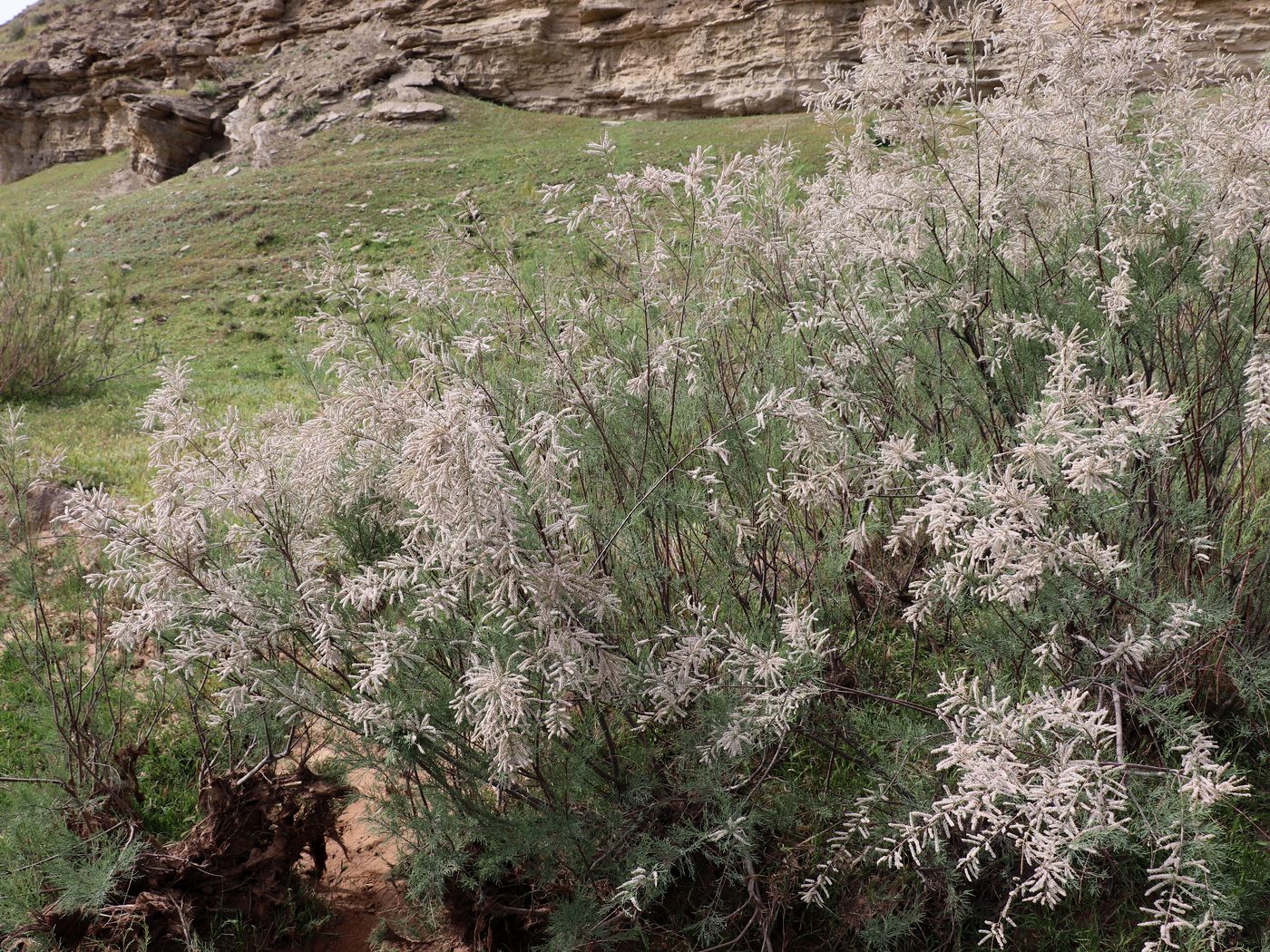 Image of Tamarix florida specimen.