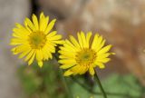 Erigeron linearis